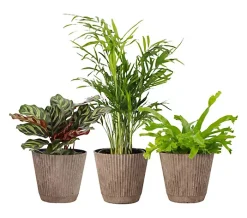 Thorsen's Greenhouse 3-pack of Live 4" Pet Friendly Plants
